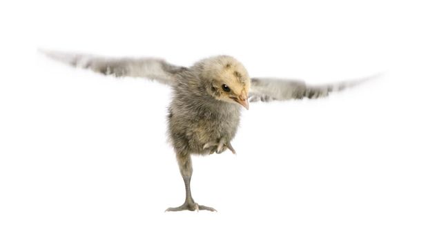 hamburg chicken