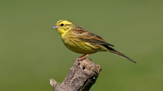 Yellowhammer (Emberiza citrinella) adult male perched on post Eccles-on-Sea, Norfolk, UK.