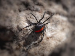 Gigitan Si Janda Hitam yang Buat Eks Marinir Tak Berdaya