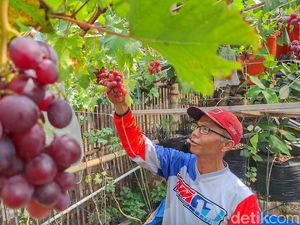 Belajar dari Youtube, Abeh Raih Cuan dari Budidaya Anggur di Halaman Rumah
