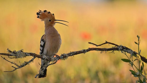 Hudhud eurasia Burung