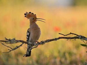 Kisah Burung Hudhud dan Nabi Sulaiman yang Diabadikan dalam Al-Quran Kisah Burung Hudhud dan Nabi Sulaiman yang Diabadikan dalam Al-Quran