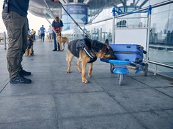 3 Anjing Pemburu Bantu Cari Korban Hanyut Banjir Bandang di Nagekeo