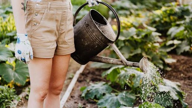 Ilustrasi berkebun / Foto: Pexels.com/Karolina Kaboompics
