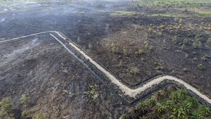 Lahan di Tanjung Jabung Barat Gundul Dilalap Api