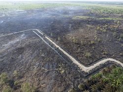 Lahan di Tanjung Jabung Barat Gundul Dilalap Api