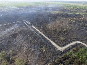 Lahan di Tanjung Jabung Barat Gundul Dilalap Api