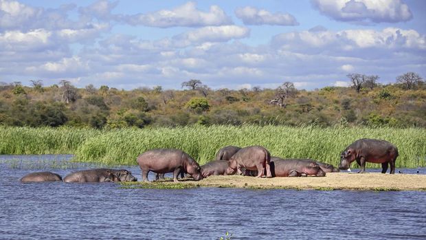 Nama hewan dari huruf h, Hippopotamus