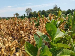 5 Ribu Tanaman Tembakau Petani Probolinggo Ini Mengering Dirusak Orang