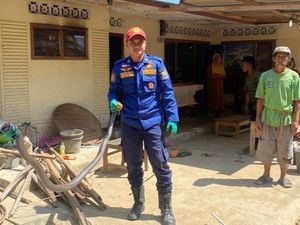 Hii!! Ular King Kobra 3 Meter Ngumpet di Dapur Rumah Warga Ciamis Hii!! Ular King Kobra 3 Meter Ngumpet di Dapur Rumah Warga Ciamis