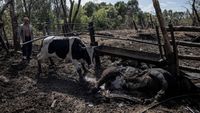 Puluhan Sapi di Peternakan Mati Terbunuh Imbas Konflik Rusia-Ukraina