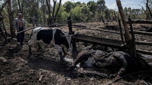 Puluhan Sapi di Peternakan Mati Terbunuh Imbas Konflik Rusia-Ukraina