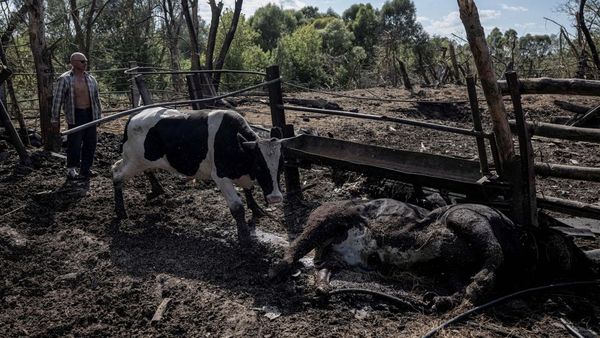 Puluhan Sapi di Peternakan Mati Terbunuh Imbas Konflik Rusia-Ukraina
