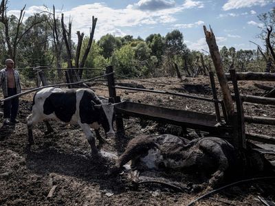 Puluhan Sapi di Peternakan Mati Terbunuh Imbas Konflik Rusia-Ukraina