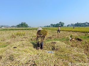 Sawah Mengering Bikin Petani di KBB Terpaksa Panen Dini Sawah Mengering Bikin Petani di KBB Terpaksa Panen Dini