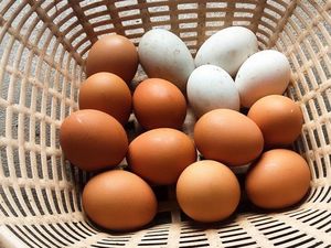 5 Fakta Menarik Telur Bebek, Nutrisi hingga Keunikan Rasanya 5 Fakta Menarik Telur Bebek, Nutrisi hingga Keunikan Rasanya