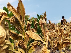 Ada Aturan Ini, Petani Khawatir Produksi Tembakau Jadi Tak Laku