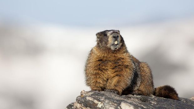 Yellow-bellied marmot
