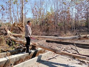 Ujung Pohon Tumbang Timpa Peserta Upacara Hari Pramuka Ada Bekas Terbakar Ujung Pohon Tumbang Timpa Peserta Upacara Hari Pramuka Ada Bekas Terbakar