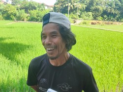 Sawah di Lubuklinggau Kering Terdampak Kemarau, Hama Tikus Menyerang