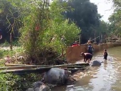 Cegah Gagal Panen, Warga Cikujang Sukabumi Bangun Bendungan Bambu