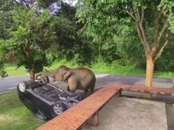 Momen Tak Terduga, Gajah Balikkan Mobil Wisatawan karena Makanan