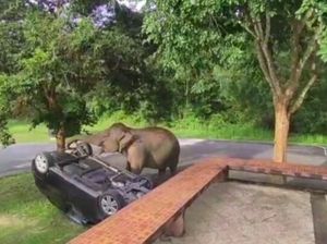 Momen Tak Terduga, Gajah Balikkan Mobil Wisatawan karena Makanan Momen Tak Terduga, Gajah Balikkan Mobil Wisatawan karena Makanan