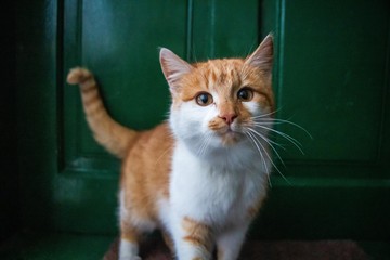 Kucing Nggak Suka 6 Aroma Ini, Salah Satunya Pisang!