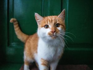 Perusahaan Ini Punya 10 Karyawan Kucing, Ada yang Jadi Manager! Perusahaan Ini Punya 10 Karyawan Kucing, Ada yang Jadi Manager!