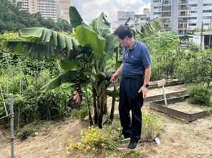 Imbas Pemanasan Global, Warga Korea Kini Sukses Tanam Pisang