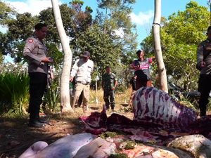Maling Kerbau Sisakan Tulang-Kepala Merajalela di Lumajang Beraksi 4 Kali