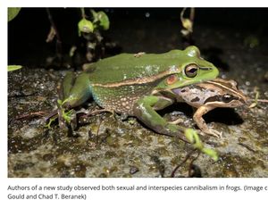 Langka! Ilmuwan Temukan Katak Betina Terkam Katak Jantan Usai Kawin