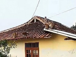 Kawanan Monyet Turun Bukit dan Masuk Rumah Warga di Bandar Lampung