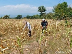 Puluhan Hektare Tanaman Jagung di Pasuruan Mengering Dampak Kemarau
