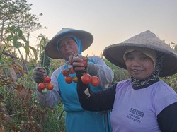 Ramai-ramai Petani di Madiun Biarkan Tomat Membusuk gegara Harga Anjlok