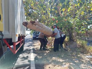 Gercep Polisi Ponorogo Evakuasi Pohon Besar Nyaris Tumbang di Jalan Provinsi
