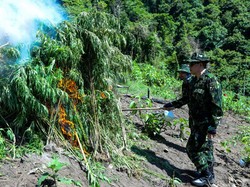 3,5 Ton Ganja dari 2 Hektare Ladang Ganja di Aceh Dimusnahkan BNN