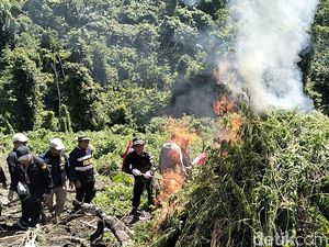 Sambut Hari Kemerdekaan, BNN Musnahkan 2 Hektare Ladang Ganja di Aceh Besar