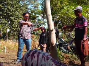 Heboh Kasus Kerbau Warga Dimutilasi di Lumajang, Sudah Terjadi 4 Kali