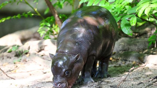 Bayi Kuda Nil Ini Diberi Nama Mengikuti Antonio Ruediger