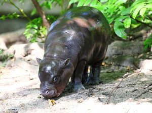 Bayi Kuda Nil Ini Diberi Nama Mengikuti Antonio Ruediger Bayi Kuda Nil Ini Diberi Nama Mengikuti Antonio Ruediger