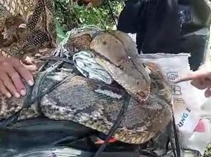 Warga di Bone Bolango Bunuh Ular Piton 10 Meter Usai Mangsa Kambing Warga di Bone Bolango Bunuh Ular Piton 10 Meter Usai Mangsa Kambing