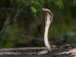 Predator Ular Kobra Itu Apa? Ini 7 Makhluk yang Berani Melawan-Memburunya Predator Ular Kobra Itu Apa? Ini 7 Makhluk yang Berani Melawan-Memburunya