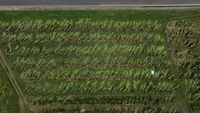 Kebun Pisang di Puerto Rico Tumbang Diterpa Badai