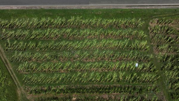 Kebun Pisang di Puerto Rico Tumbang Diterpa Badai