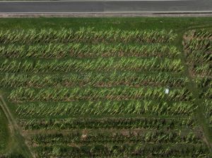 Kebun Pisang di Puerto Rico Tumbang Diterpa Badai