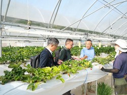 Perusahaan Roti Asal Jepang Lirik Stroberi Premium Budidaya Unpad