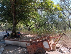 Lahan Percontohan Porang 3 Ha Bentukan Disparpora Madiun Terbengkalai