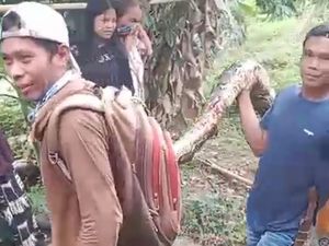 Penampakan Ular Piton 4 Meter di Palopo Telan Wanita Lansia hingga Tewas Penampakan Ular Piton 4 Meter di Palopo Telan Wanita Lansia hingga Tewas