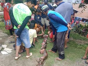 Tragis Nenek 74 Tahun di Palopo Tewas Ditelan Ular Piton 4,5 Meter Tragis Nenek 74 Tahun di Palopo Tewas Ditelan Ular Piton 4,5 Meter